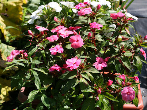 Impatiens cv. Sun Patience