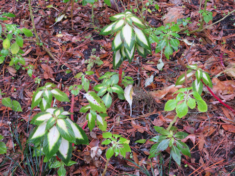 Impatiens cv. Sun Patience