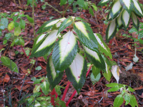 Impatiens cv. Sun Patience