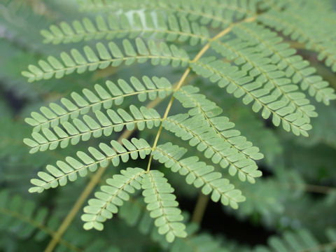 Caesalpinia sappan