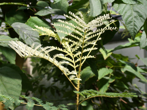 Caesalpinia sappan