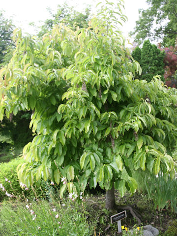 Oxydendrum arboeum