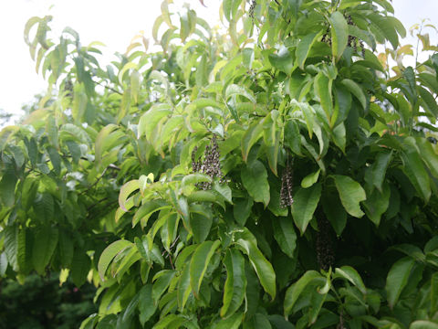 Oxydendrum arboeum