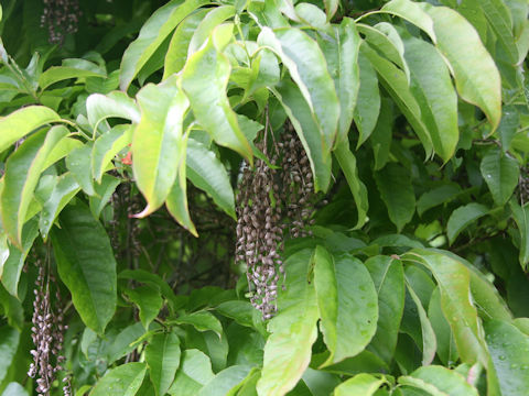 Oxydendrum arboeum