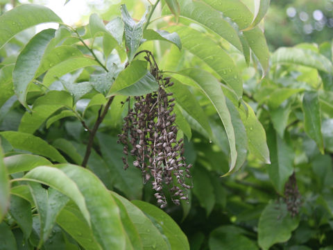 Oxydendrum arboeum