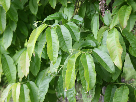 Oxydendrum arboeum