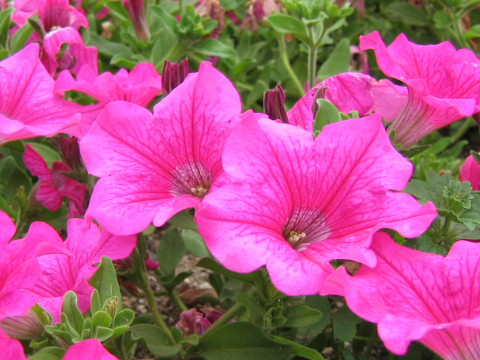 Petunia x hybrida