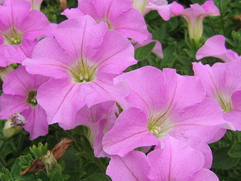 Petunia x hybrida