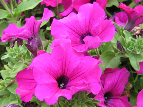 Petunia x hybrida