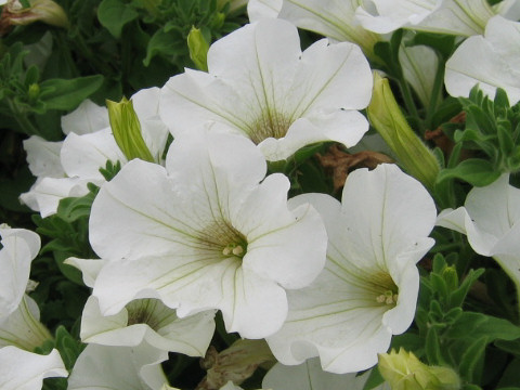 Petunia x hybrida