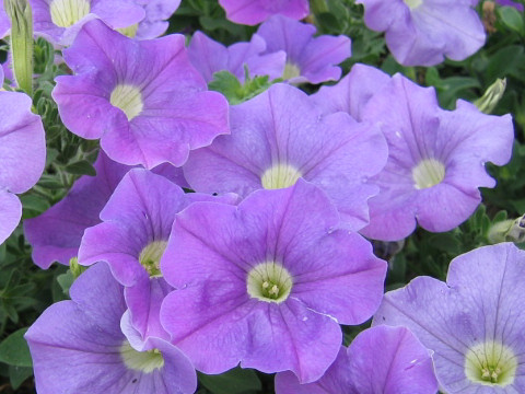 Petunia x hybrida