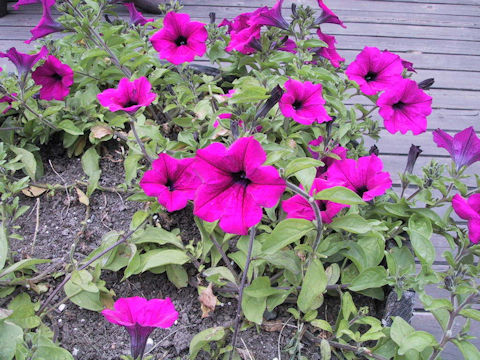 Petunia x hybrida