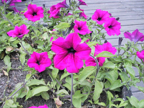 Petunia x hybrida