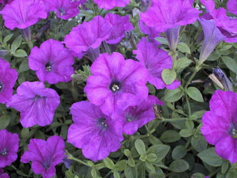 Petunia x hybrida