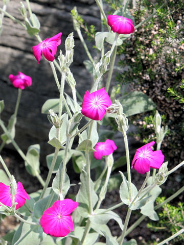 Lychnis coronaria