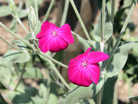 Lychnis coronaria