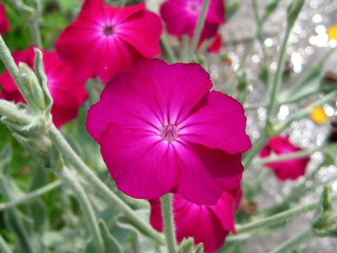 Lychnis coronaria