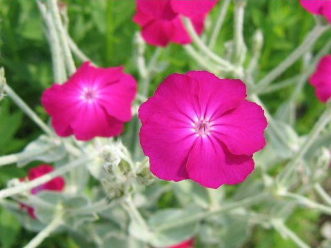 Lychnis coronaria