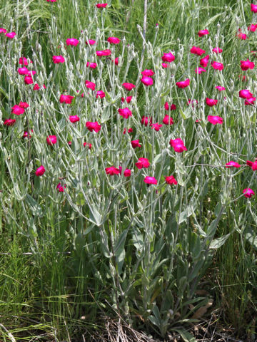 Lychnis coronaria