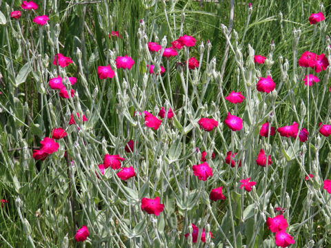 Lychnis coronaria