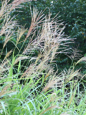 Miscanthus sinensis