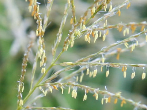 Miscanthus sinensis