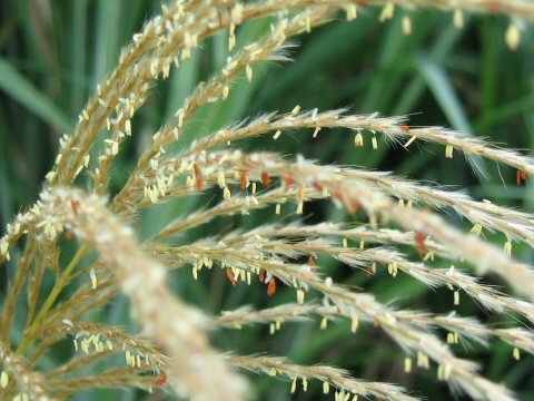 Miscanthus sinensis