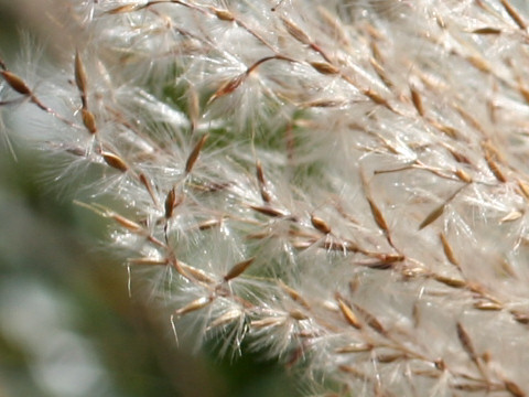 Miscanthus sinensis