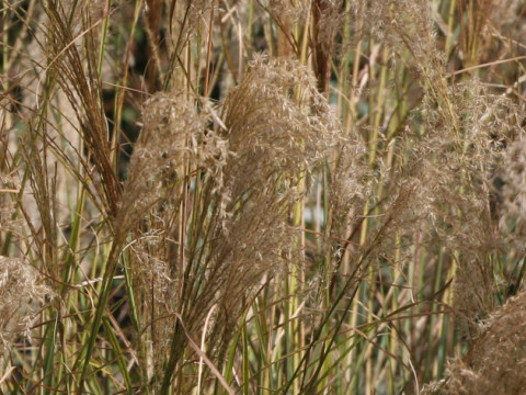 Miscanthus sinensis