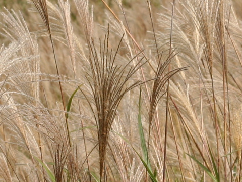 Miscanthus sinensis