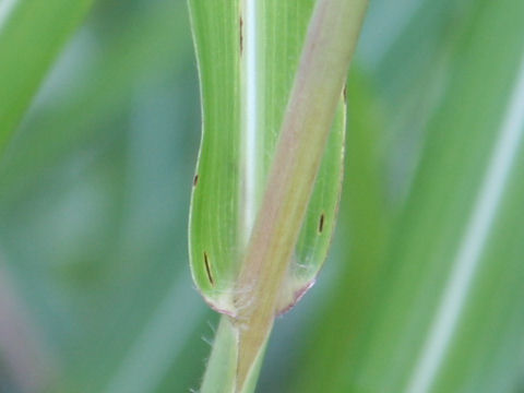 Miscanthus sinensis