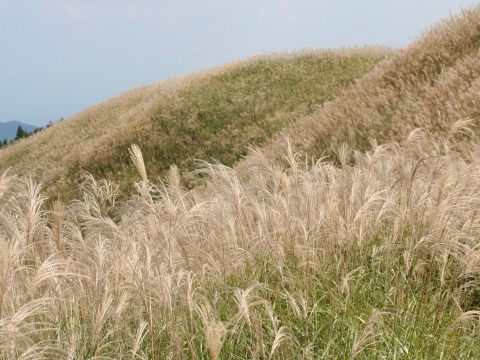 Miscanthus sinensis