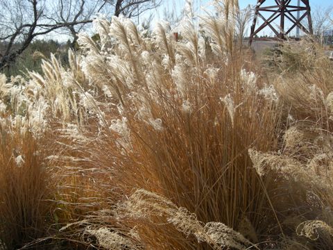 Miscanthus sinensis