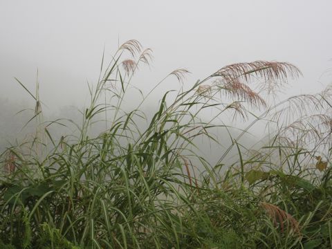 Miscanthus sinensis