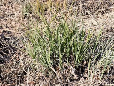 Miscanthus sinensis