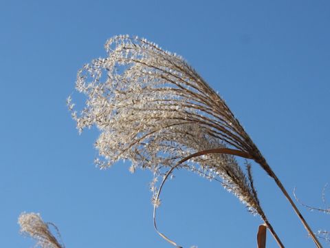 Miscanthus sinensis