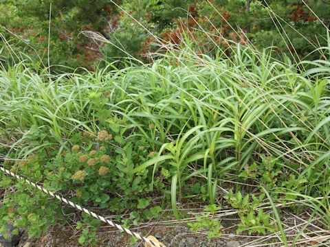 Miscanthus sinensis