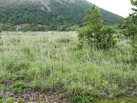 Miscanthus sinensis