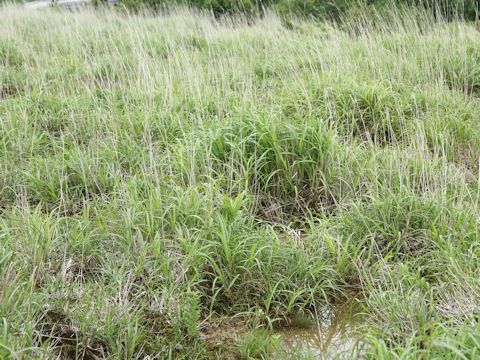 Miscanthus sinensis