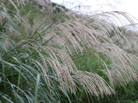 Miscanthus sinensis