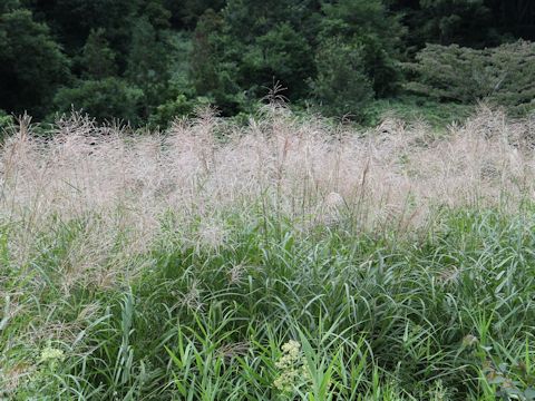 Miscanthus sinensis