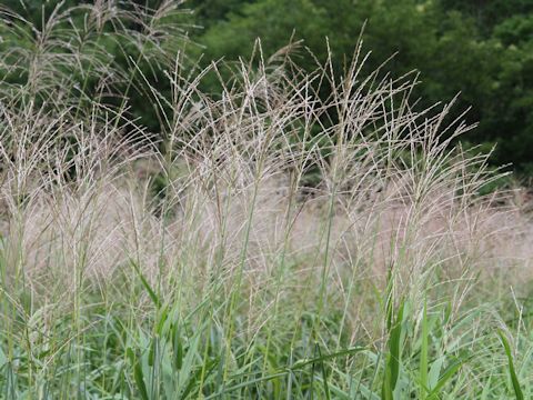 Miscanthus sinensis