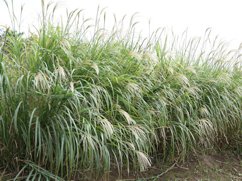 Miscanthus sinensis