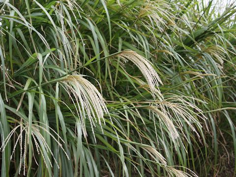 Miscanthus sinensis