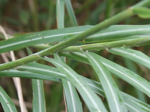 Miscanthus sinensis