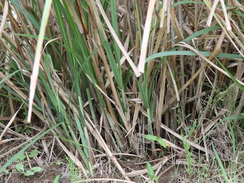 Miscanthus sinensis