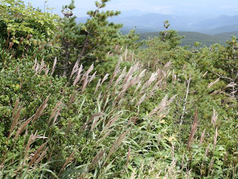 Miscanthus sinensis