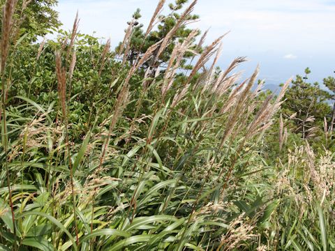 Miscanthus sinensis