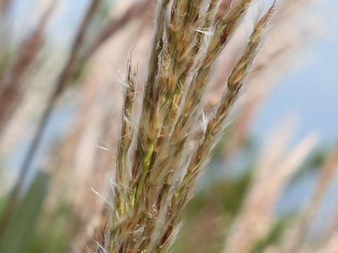 Miscanthus sinensis