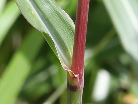 Miscanthus sinensis